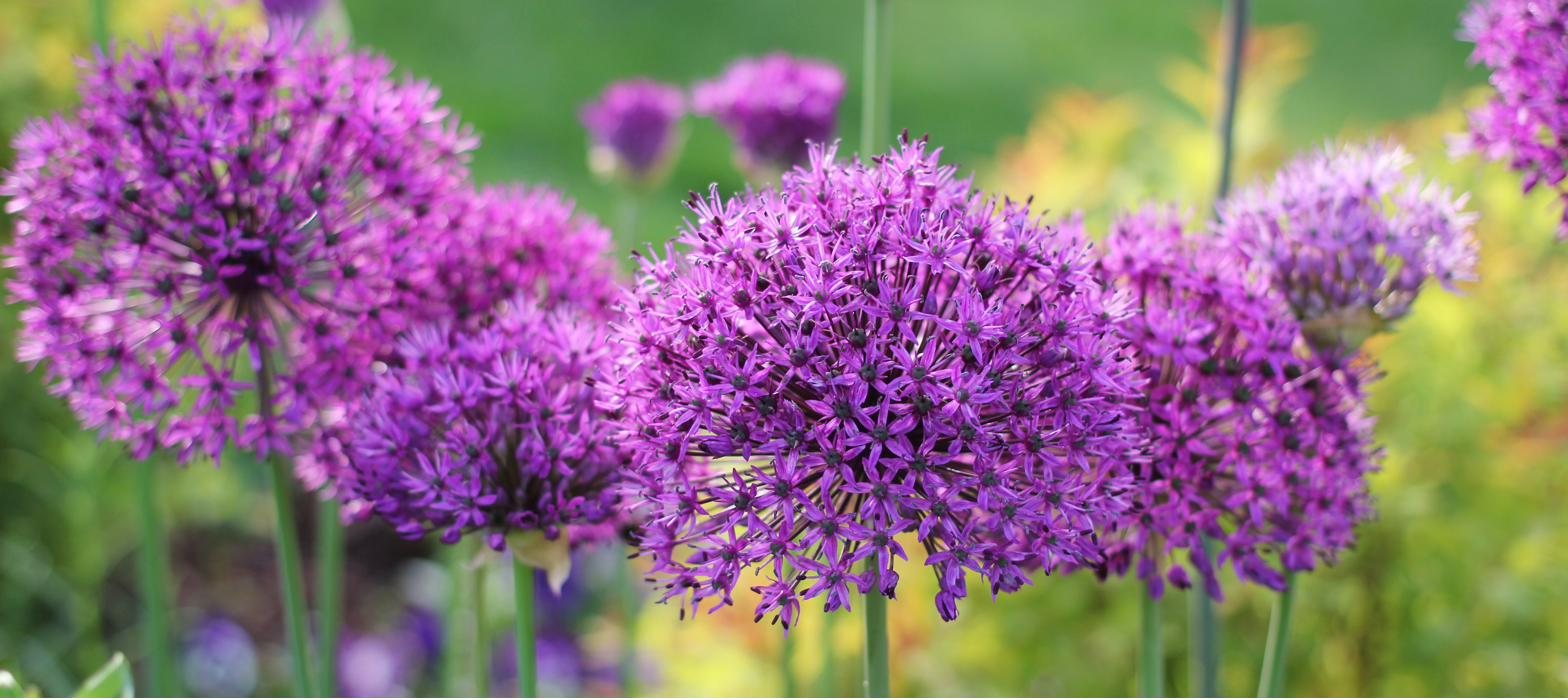 Purple allium flowers, ornamental cousins of garlic, blooming in a garden