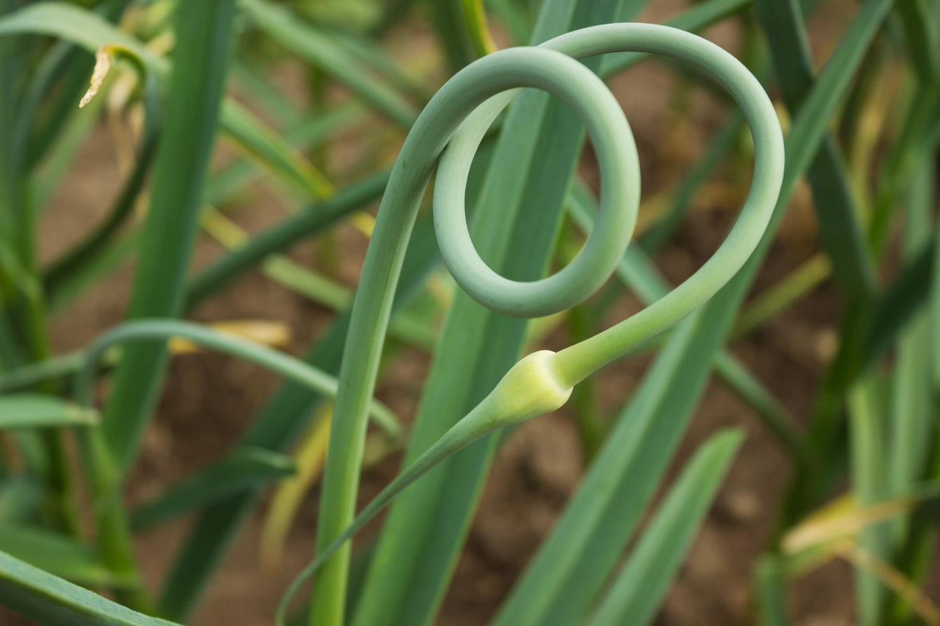 Curling green garlic scapes growing in a garden