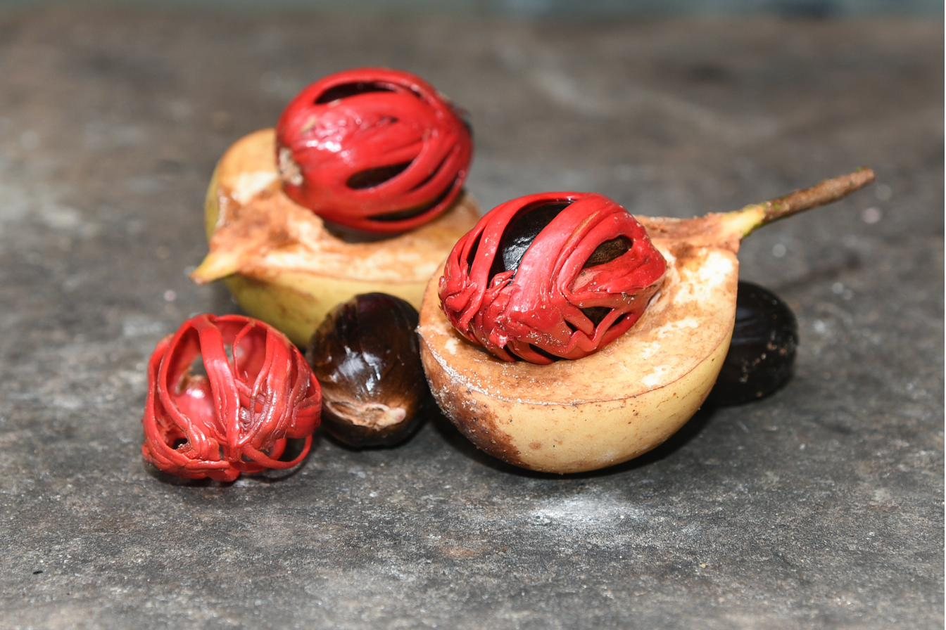 Fresh nutmeg fruits split open to show the seed wrapped in bright red mace