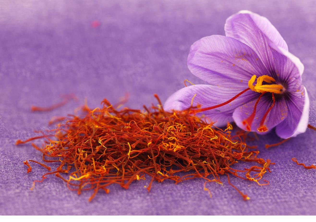 A purple saffron crocus flower beside a scattering of red saffron threads